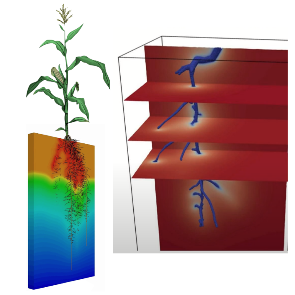 Plant-Soil Interaction Modeling