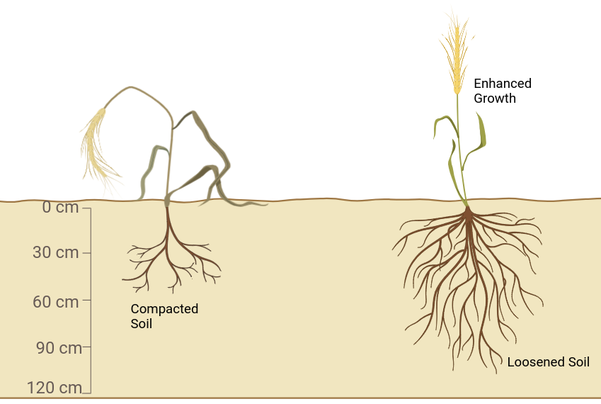 Impact of Soil Loosening on Crops
